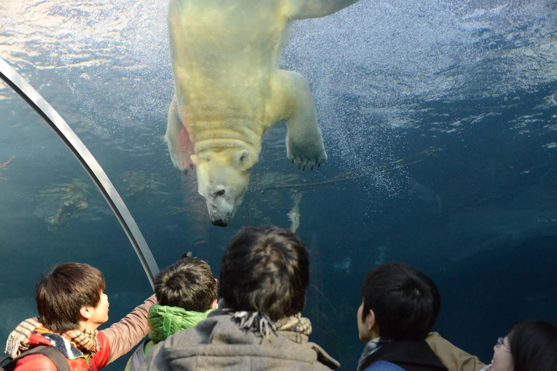 🦁 삿포로시 마루야마 동물원 이미지 3